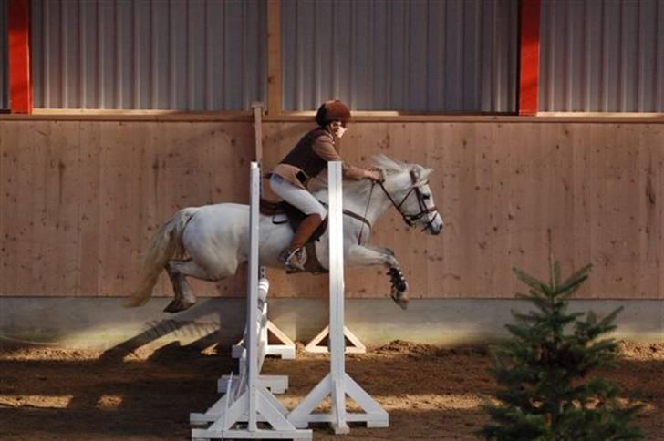 Anden særlig race Rævhalegårds Snowstar - LA AAGS, 2. plads. Foto: Jim H. billede 9