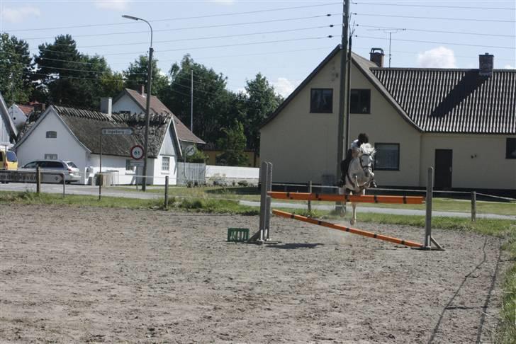 Anden særlig race Rævhalegårds Snowstar - Træning det hjemme, gætter på den er ca. 95 cm. billede 10