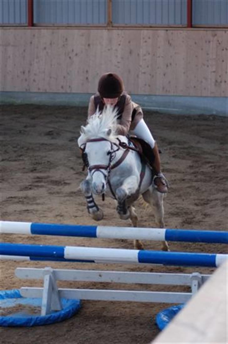 Anden særlig race Rævhalegårds Snowstar - Igen LA AAGS, 2. plads. Foto: Jim H. billede 11