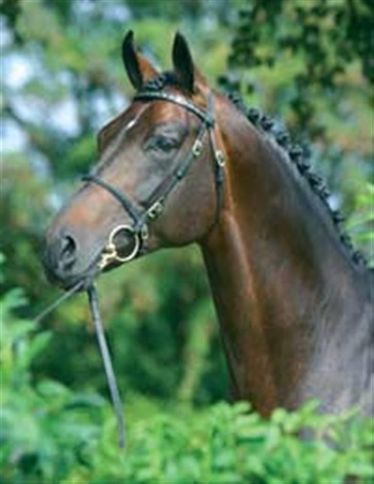 Dansk Varmblod Flying Angel   ++R.I.P++ - Smukke Blue horse Future Cup billede 2