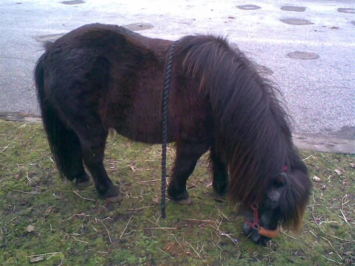 Anden særlig race Blackie *R.I.P*  billede 9