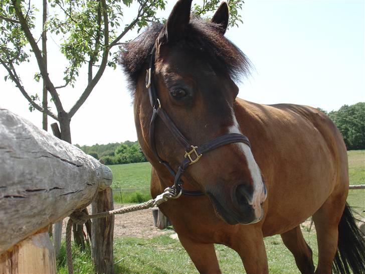 DSP Misty - 10. Smukke Tudse <3  Foto: Fie billede 10