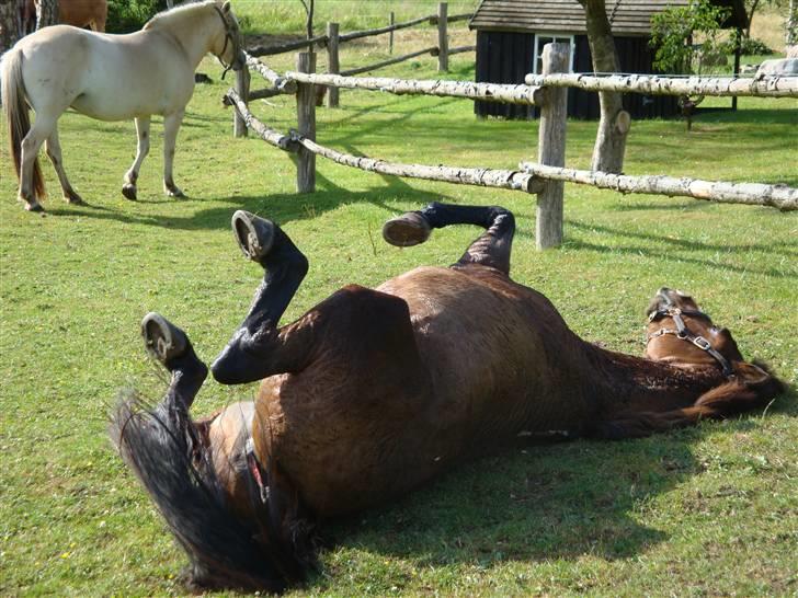 DSP Misty - 12. Rulle rulle rulle, efter en lang tur i skoven bliver man svedt og skal skylles, og så skal der sku rulles xD   Foto: Mig billede 12