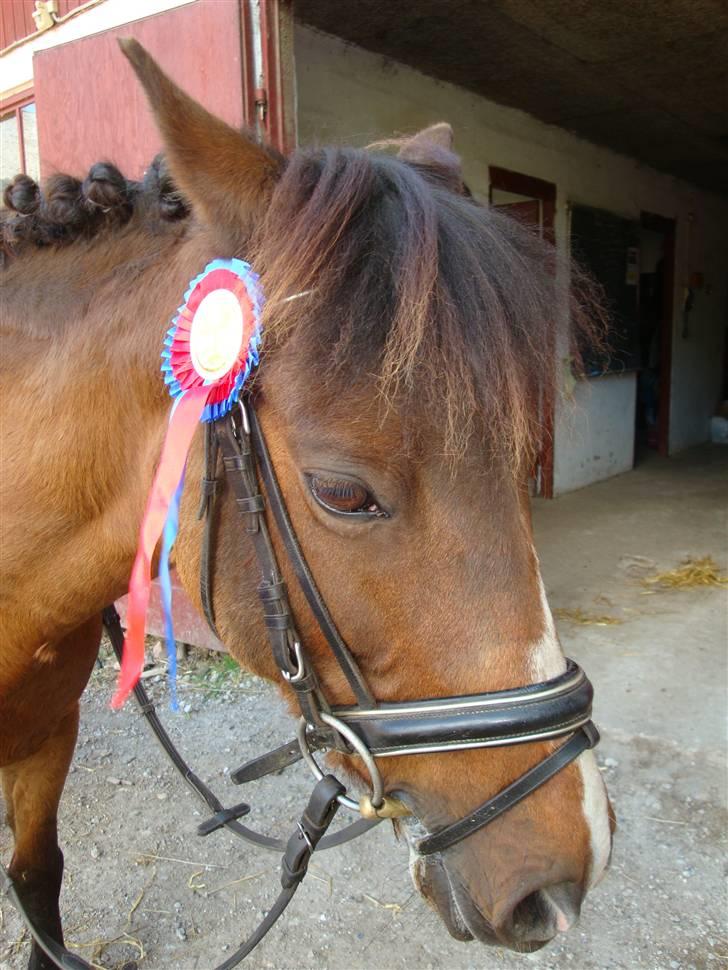 DSP Misty - 14. Kom på 3. plads i kvadrille på ridelejren xD Foto: Mig billede 14