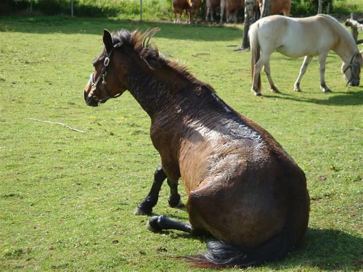 DSP Misty - 15. Tudse sidder som en rigtig "Lady" Ej det er når hun ruller sig nogle gange sætter hun sig op og kører rundr og lægger sig på den anden side xD <3 Foto: Mig billede 15