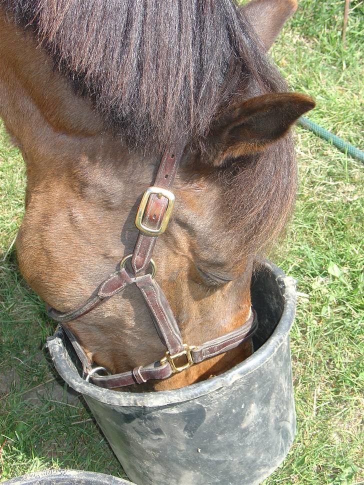 DSP Misty - 17. MUMS ! Man får altid en god appetit efter en hård ridetur :P Foto: Mig billede 17