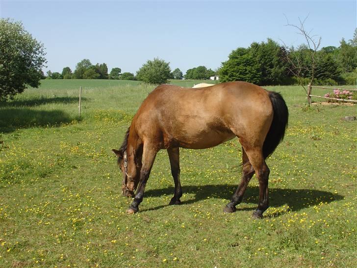 DSP Misty - 18. Vasket lidt, og SÅ på fold og tørre i den dejlige varme (:  Foto: Mig billede 18