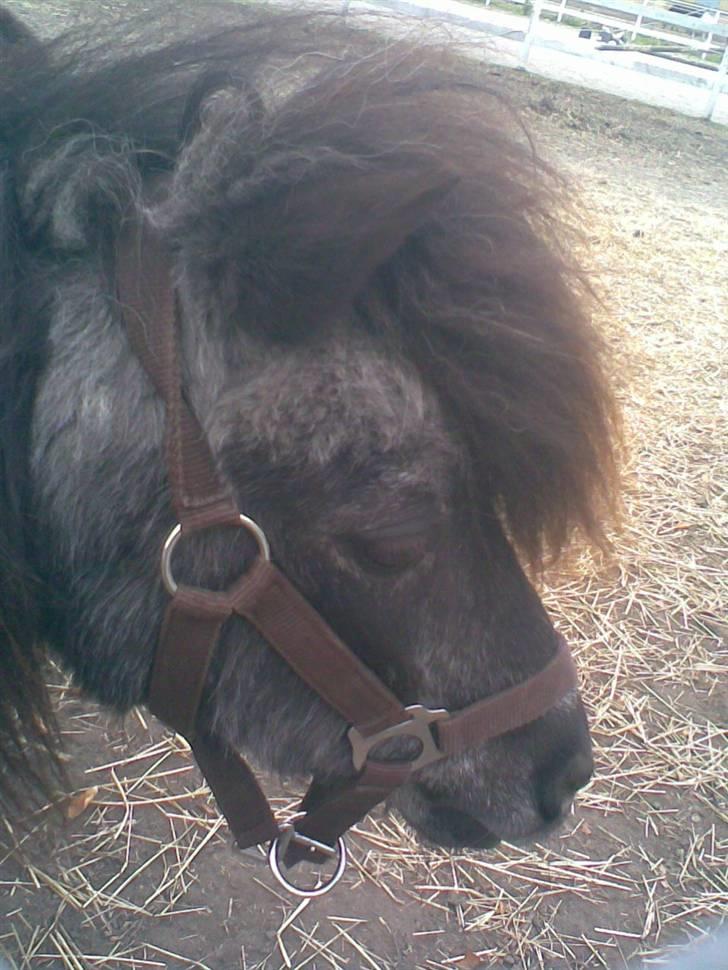 Anden særlig race Blackie *R.I.P*  billede 10