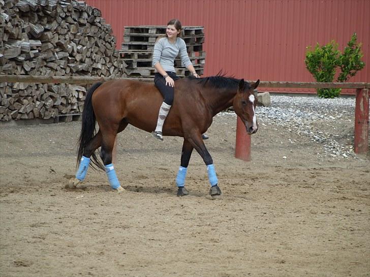 Dansk Varmblod Rozpippi Soneca billede 19