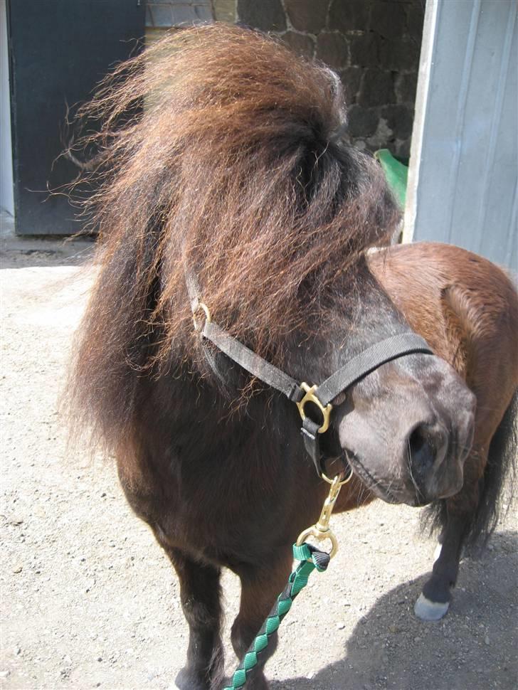 Shetlænder Sylvester V.D.Graafschap billede 4