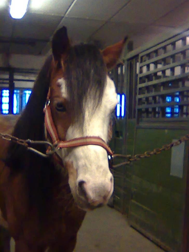 Welsh Pony (sec B) Ryttegårdens Bluie billede 1