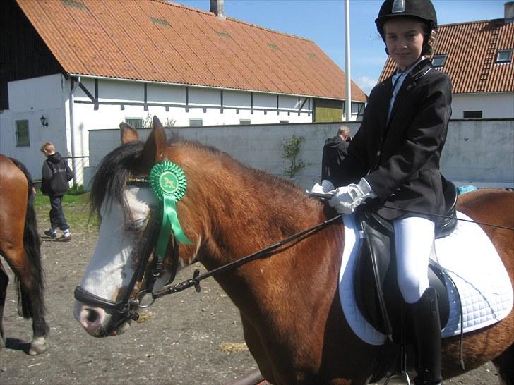 Welsh Pony (sec B) Ryttegårdens Bluie billede 2