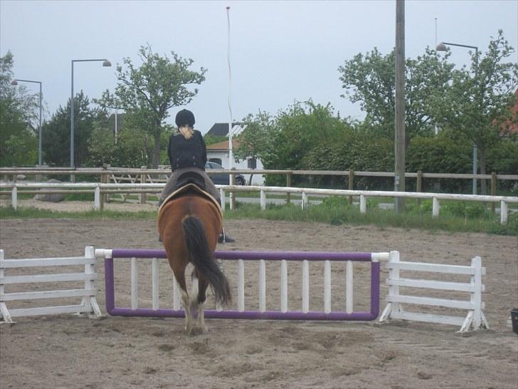 Welsh Pony (sec B) Ryttegårdens Bluie billede 3
