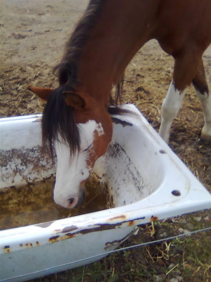 Welsh Pony (sec B) Ryttegårdens Bluie billede 5