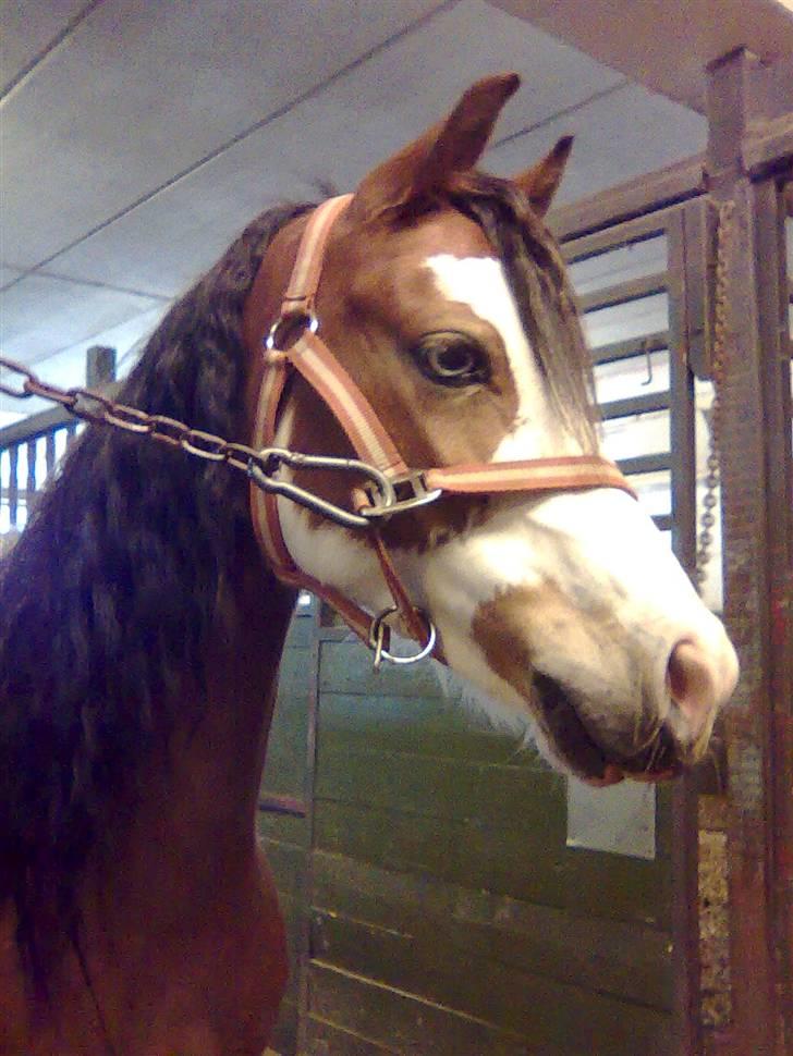 Welsh Pony (sec B) Ryttegårdens Bluie billede 6
