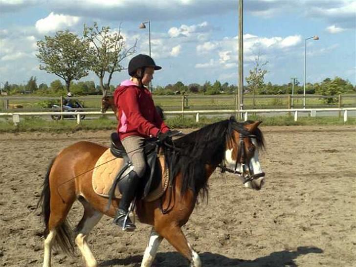 Welsh Pony (sec B) Ryttegårdens Bluie billede 8