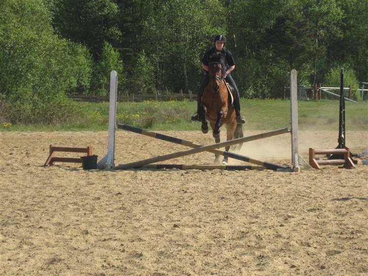 Anden særlig race Brutus billede 6