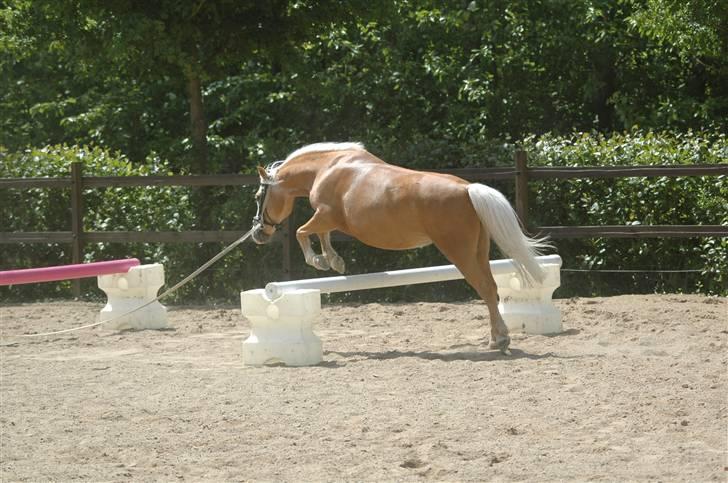 Welsh Mountain (sec A)  Blanding, Flicka - Er hun ikke dygtig? Endelig har hun fået sin Gyldnefarve igen ;)) billede 2