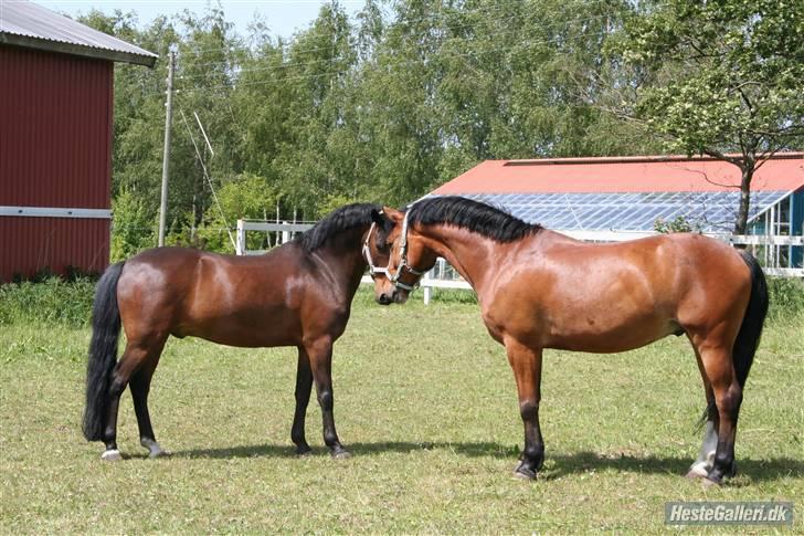 Anden særlig race Kismir  R.I.P - Kismir og tarzan billede 14