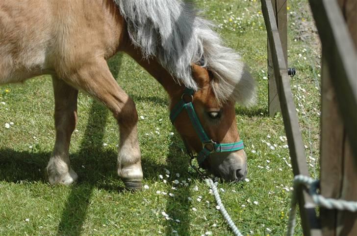 Shetlænder Molly - Mmmm.. Molly elsker græs ! billede 4