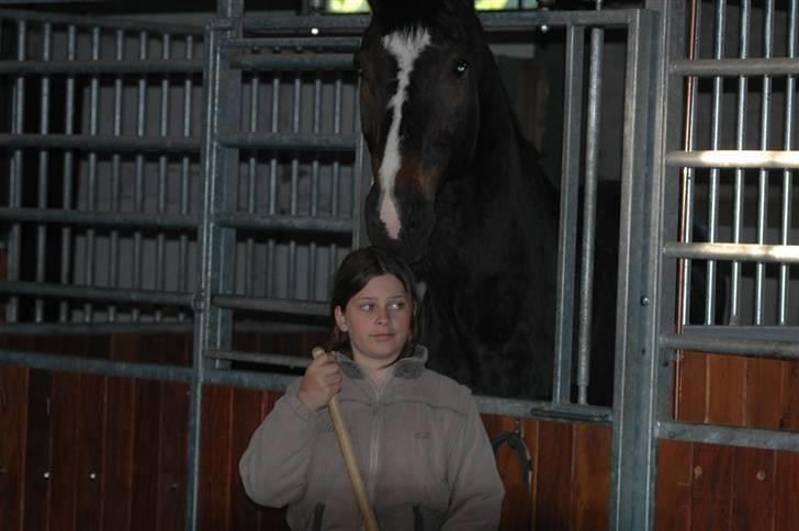 Dansk Varmblod R.I.P Theodor - Min veinde Og Theo ;D billede 1