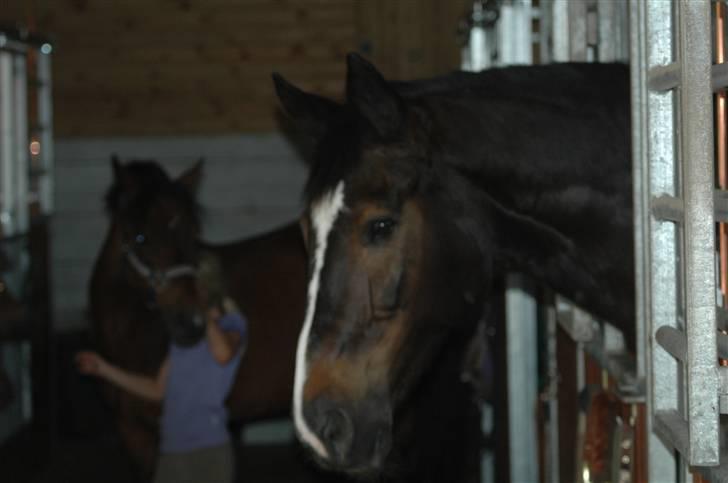 Dansk Varmblod R.I.P Theodor billede 2