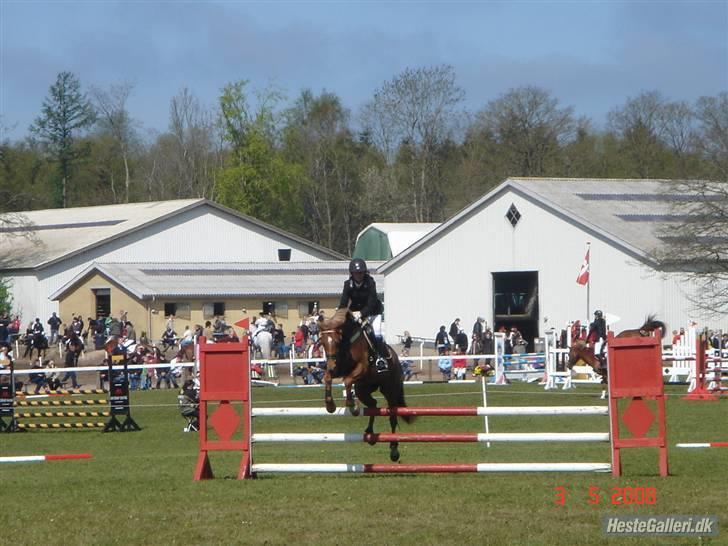 Welsh Cob (sec D) Kielshoop Honeyrose Solgt - Rosie og mig på morsø, LB 5 Plads d; billede 17