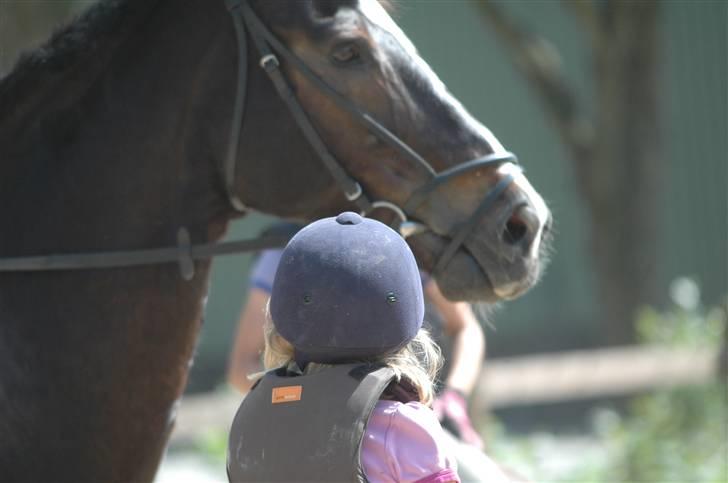 Dansk Varmblod R.I.P Theodor - Han er sååå sød ! billede 3