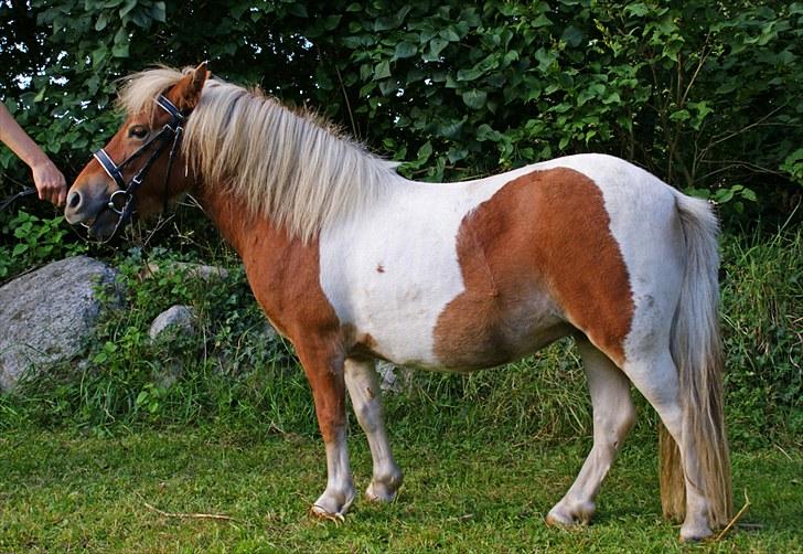 Shetlænder Papaya af Bjørholm - August 2010 - 3 år billede 19