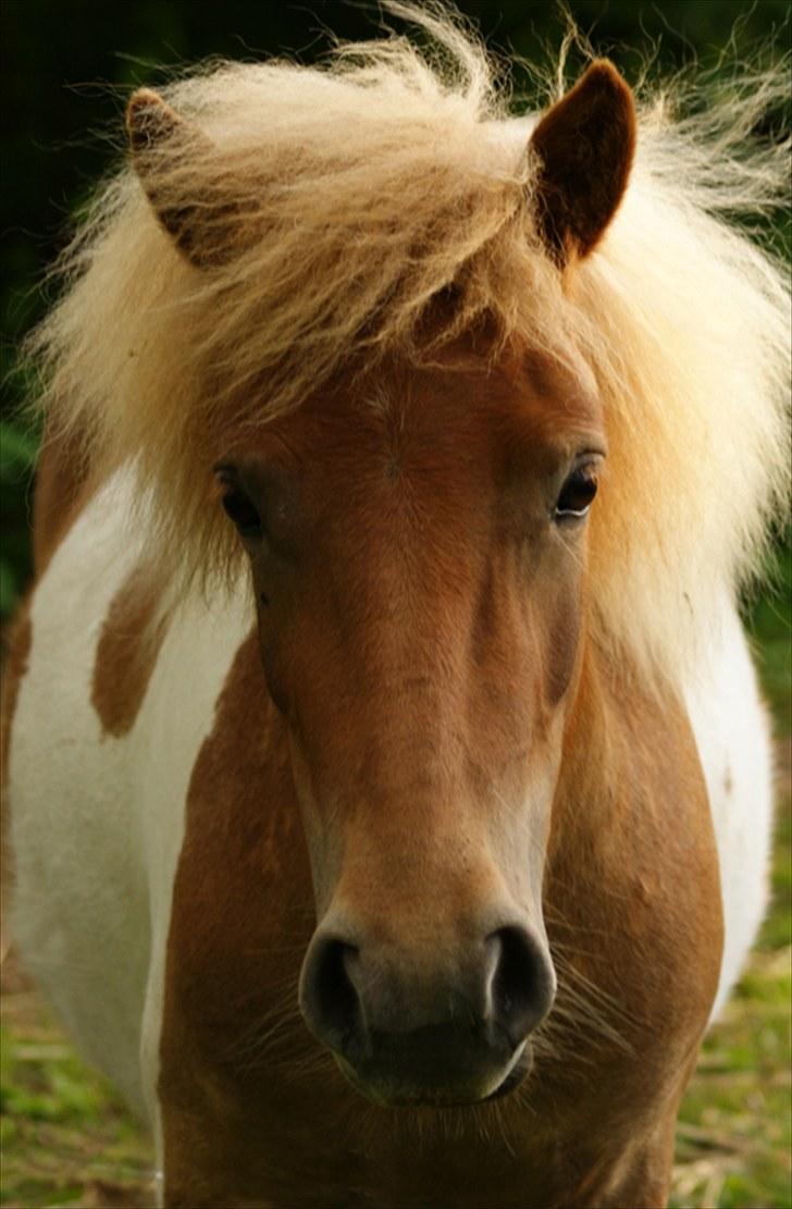Shetlænder Papaya af Bjørholm - Paya i sommertøjet 17/6 2010 billede 20