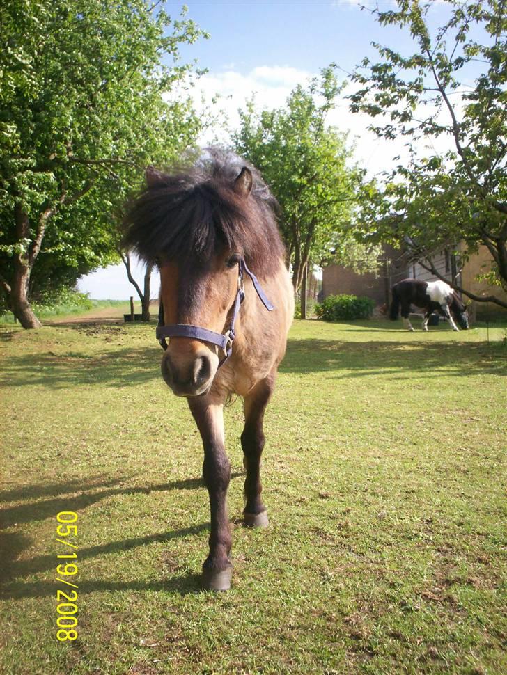 Anden særlig race Tino (solgt) billede 5