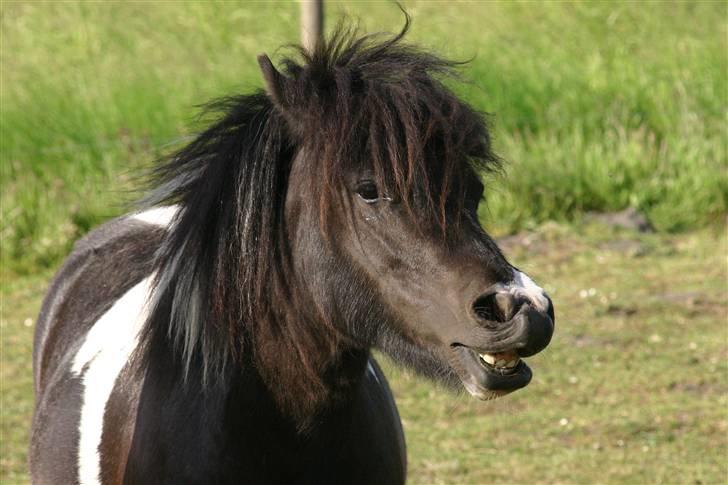 Shetlænder | Musse  - Smile xD  billede 17