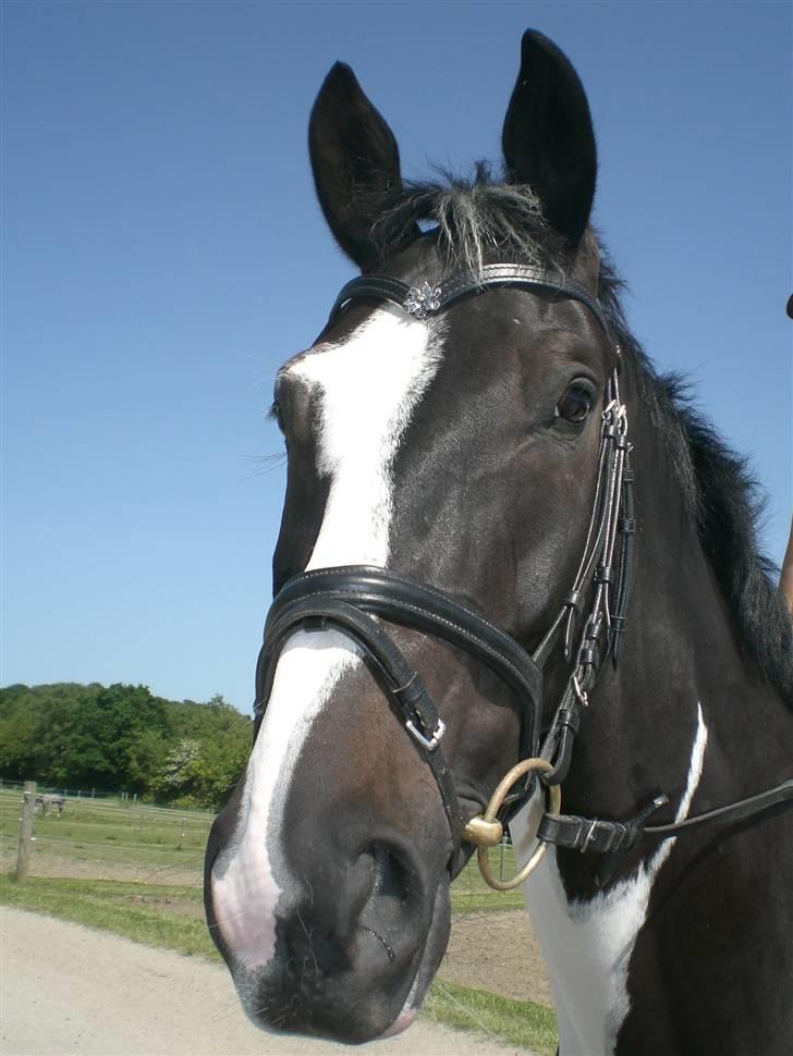 Anden særlig race Europy / Unik (PASSER) - Igen<3 /se lige det smukke pandebånd/ :) Foto: Emma billede 12