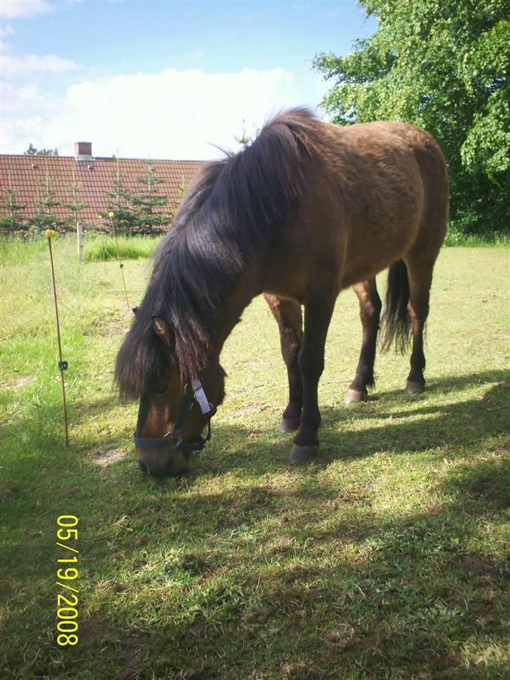 Anden særlig race Tino (solgt) billede 6