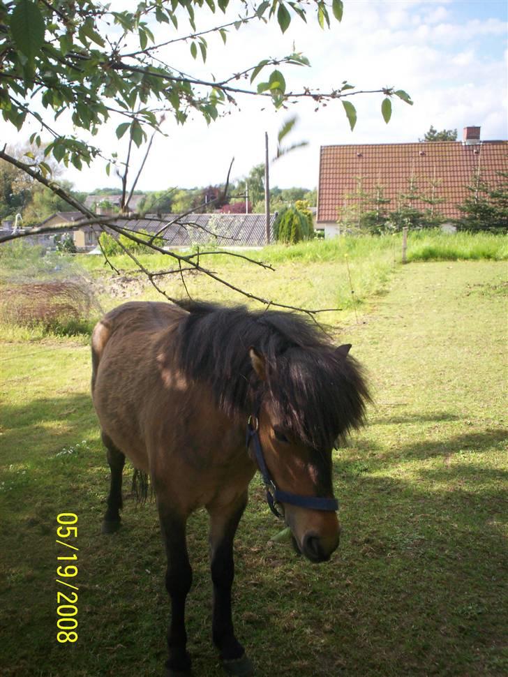 Anden særlig race Tino (solgt) billede 7