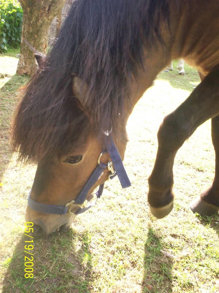 Anden særlig race Tino (solgt) billede 8