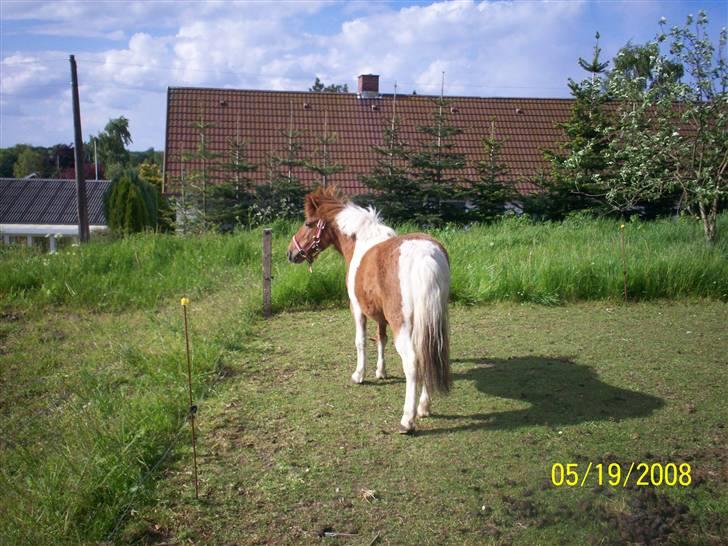 Shetlænder Freja (solgt) billede 6