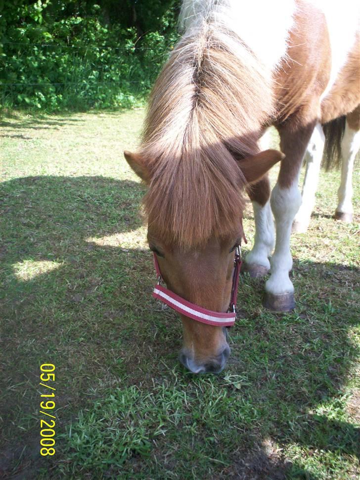 Shetlænder Freja (solgt) billede 7