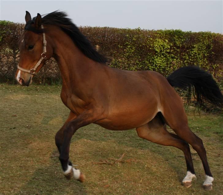 DSP Møgelholtgårds Kiss Me B-PONY - Hej og velkommen til min profil... Laver lige lidt ballade... billede 1