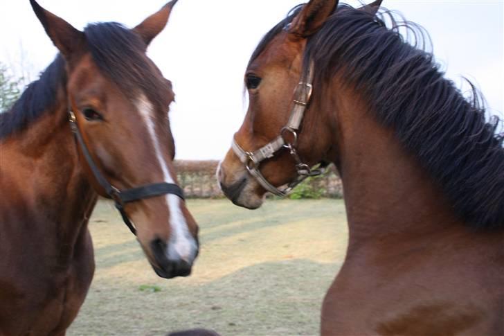DSP Møgelholtgårds Kiss Me B-PONY - En pony som prøver at skræmme Kalle væk med hvin og forbens spark... billede 2