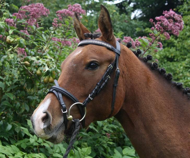 DSP Møgelholtgårds Kiss Me B-PONY - Er jeg ikke yndig..?? ;) Den 3.sep. 2009 billede 5