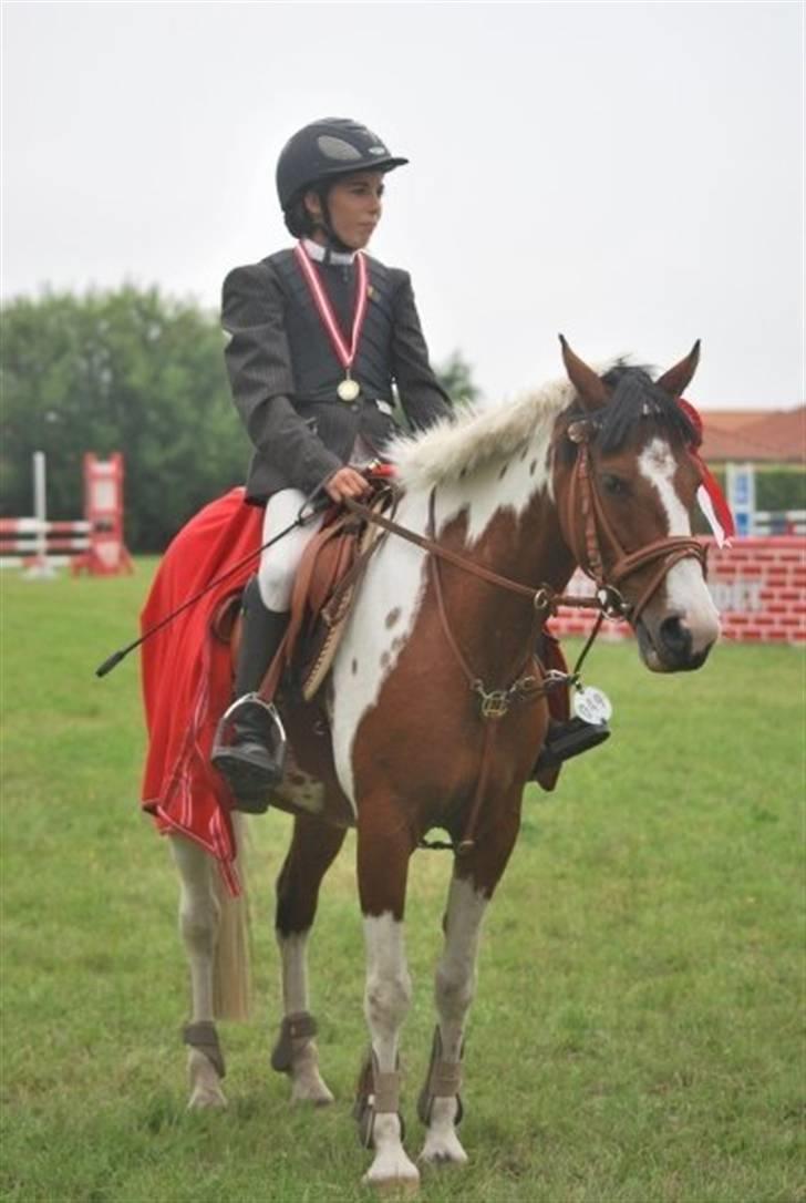 Hollandsk Sportspony Marloes- B-Pony  - Vinder af Nordthy cup 2009!  billede 1
