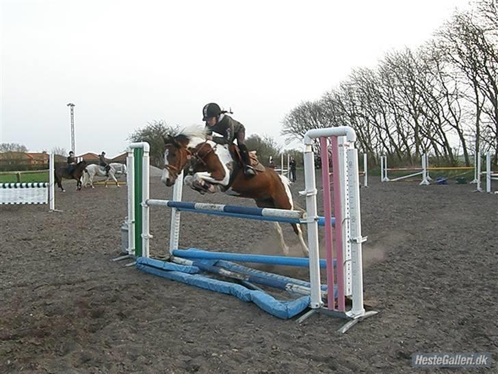 Hollandsk Sportspony Marloes- B-Pony  - Springning sommeren 2010.   billede 2