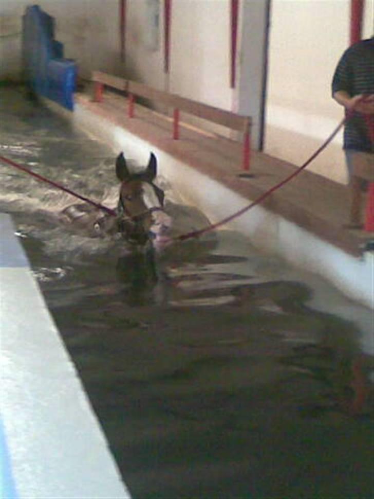 Dansk Varmblod Macapo  - Min lille hest til svømning billede 6