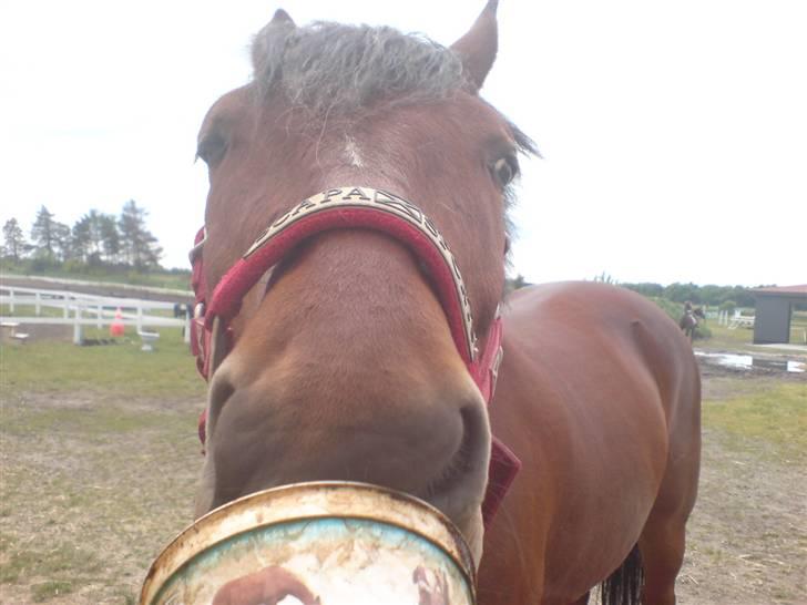 Anden særlig race Bento  - uhm lakrids!! billede 13