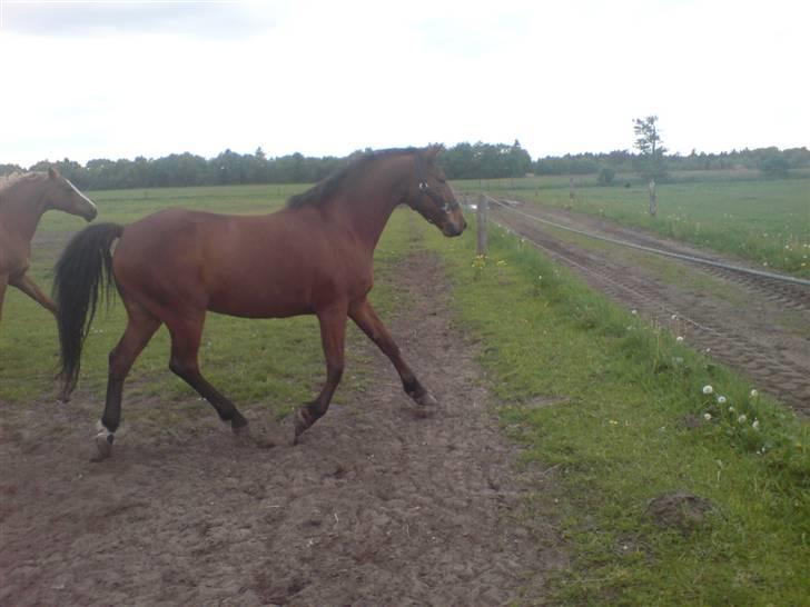 Anden særlig race Bento  - stoop Bento, der er et hegn! ;D billede 15