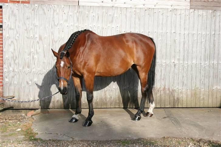 Oldenborg Mahjong †aflivet† R.I.P - Jah, jeg blev da lige endnu mere lækker efter sådan en tur.. :o) billede 11