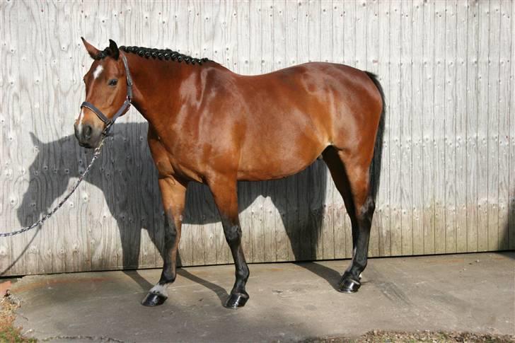 Oldenborg Mahjong †aflivet† R.I.P - Hehe og da han kom tilbage på folden igen, rullede han sig.. :o) billede 12