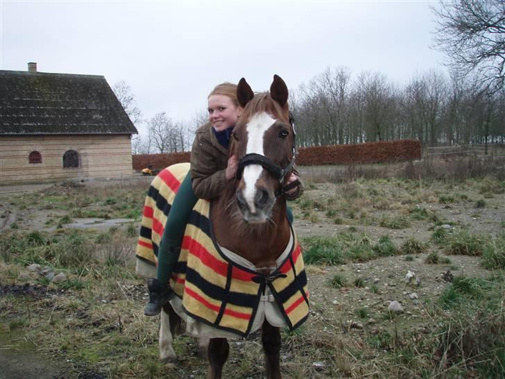 Welsh Cob (sec D) Casnewydd telynor - ¤10¤ *NYT* Fra en af de sidste dage med ham )´: <3 du betyder mere end noget andet!, <3 (må ikke benytes af andre end mig, mednindre andet er aftalt) billede 10