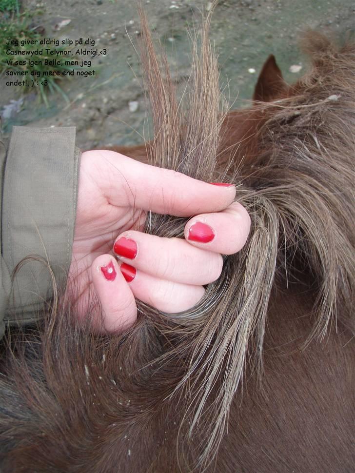 Welsh Cob (sec D) Casnewydd telynor - ¤11¤ *NYT*, et billede jeg tog en a de sidste dage inden han skulle væk )´: .. Ville ikke give slip på ham, og jeg vil aldrig nogensinde gøre det!!. billede 11